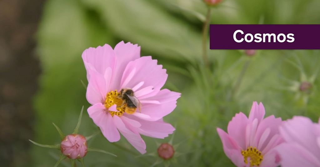 Cosmos flower