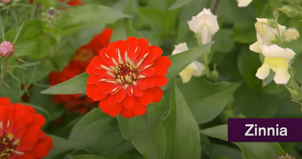 Zinia flower