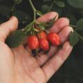 Four rosehip accessory fruits