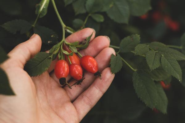 Four rosehip accessory fruits