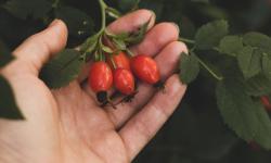 Four rosehip accessory fruits