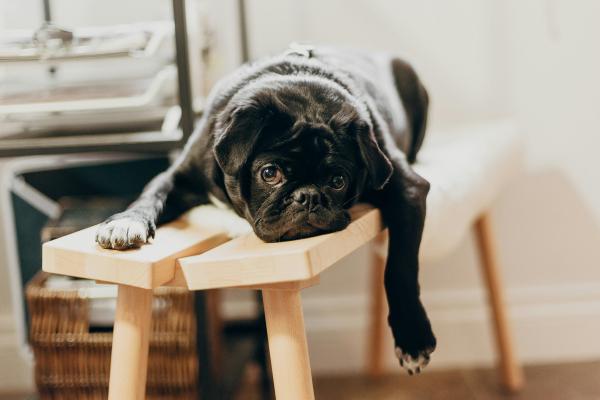 A black dog resting on a bench.