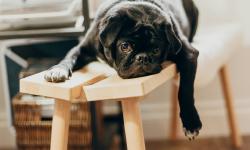 A black dog resting on a bench.