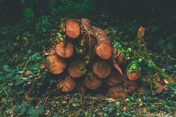 A pile of logs