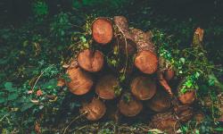 A pile of logs