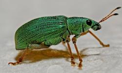 A Green Weevil bug