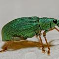 A Green Weevil bug