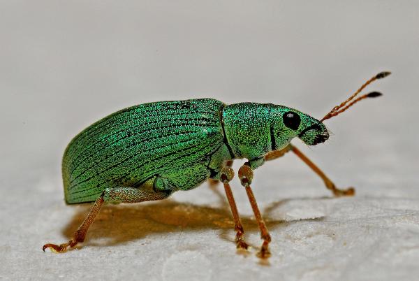 A Green Weevil bug