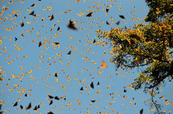 Hundreds of butterflies flying in the air