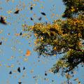 Hundreds of butterflies flying in the air