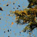 Hundreds of butterflies flying in the air