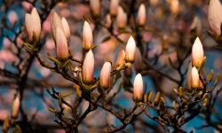 Flowers of a magnolia tree