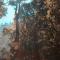 A forest with trees