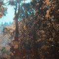 A forest with trees