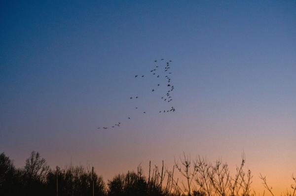 Birds flying at dusk