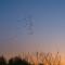 Birds flying at dusk
